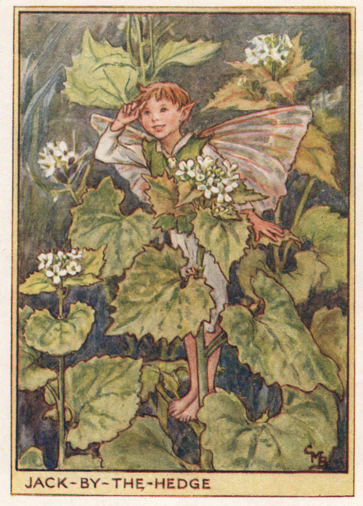 Jack-by-the Hedge Fairy by Cicely Mary Barker. Wayside Flower Fairies c1948
